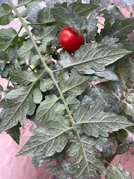Image result for BLACKFLY ON TOMATO PLANTS