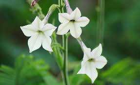 Image result for Nicotiana tabacum