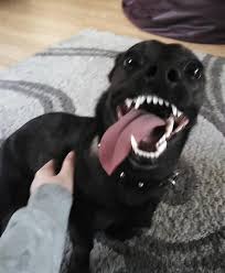 My sleep paralysis demon smiling in the back. What S Wrong With Your Demon Dog Whatswrongwithyourdog