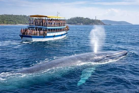 Blue Whale Fluke