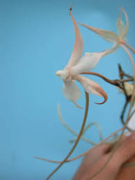 Image result for Aerangis splendida