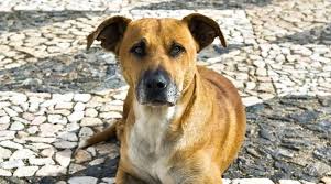 Localidades en arequipa, cusco, puno y apurímac presentan altos índices de contagios. 27 De Julio Dia Internacional Del Perro Callejero Steemit