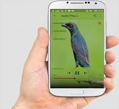 Maybe you would like to learn more about one of these? Suara Burung Cucak Keling For Android Apk Download