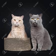 She adjusted quickly and ventured out. Big Adult Cream British Shorthair Cat Sitting Up In Carton Basket Stock Photo Picture And Royalty Free Image Image 120033025