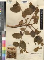 Image result for Viridivia suberosa