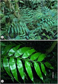 Image result for Asplenium gemmiferum