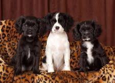 Black And Tan Cavalier With White Cavalier King Charles Spaniel Ebay Cavalier King Charles King Charles Spaniel Cavalier King Charles Spaniel