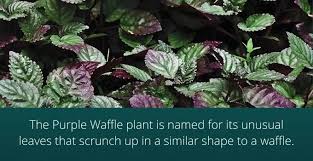 1/2 round, 2 triangle wedges The Ultimate Purple Waffle Plant Care Guide