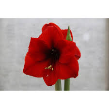 Image result for Hippeastrum