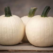 What type zucchini is resistant to bettles. Shiver F1 Pumpkin Seed Johnny S Selected Seeds Pumpkin Pumpkin Seeds Seeds