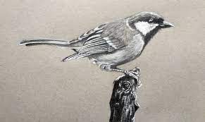 Draw A Realistic Bird With Graphite And Charcoal Pencil