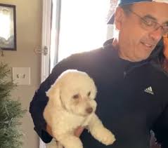 미용 맡긴 반려견 데려와 달라고 남편에게 부탁했더니…다른 강아지를 데리고 집에 왔어요" : 네이버 블로그