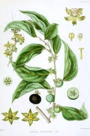 Image result for Dovyalis afra