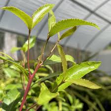 Image result for Catha edulis