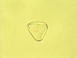 Image result for Protea welwitschii