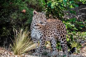 I would guess that somebody thought they were being clever while naming the group, and possibly had observed how tigers hunt (they are primarily ambush predators). 7 Majestic Big Cats And Where To Find Them In Their Natural Habitat Youramazingplaces Com