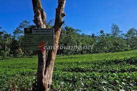 Secara administratif kebun teh nglinggo berada di dusun nglinggo, desa pagerharjo , kecamatan samigaluh, kab. Kebun Teh Nglinggo Asyiknya Wisata Kebun Teh Di Jogja Teamtouring
