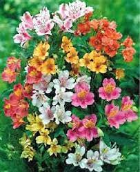20 Peruvian Lily Mix Alstroemeria Dr Salters Mixed Colors Etsy Peruvian Lilies Flower Seeds Alstroemeria