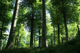 Il a été élu arbre de l'année en 2019 !!mon instagram. L Election Du Plus Bel Arbre De France