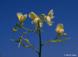 Image result for Dalbergia bracteolata