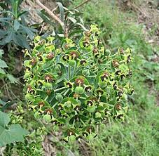 Image result for Euphorbia spissiflora