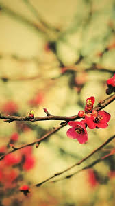 To set the image as your wallpaper, tap and hold the photo to save it to your camera roll. 25 Spring Iphone Wallpapers
