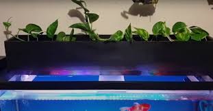 In this article, i will teach you how to grow pothos in your aquarium and what are the. Grow Pothos Plant In Aquarium Filter