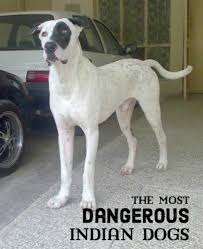 Bully kutta, also known as pakistani mastiff. 11 Most Dangerous Indian Dogs Pethelpful