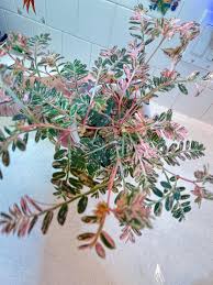 Image result for Phyllanthus micromeris