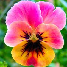 24 Colors 100pcs Pack Mexican Pansy Seeds Wavy Viola Tricolor Flower Seeds Bonsai Potted Plant Diy Home Garden Hot Sale Pansies Flowers Flower Seeds Pansies