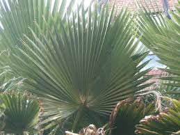 Image result for Washingtonia