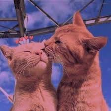 Asude Adli Kullanicinin Cats Panosundaki Pin Cute Kittens Kediler Ve Yavrulari Hayvan Mizahi