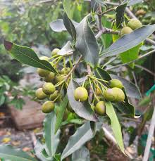 Image result for Pittosporum