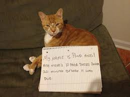 Image result for cat