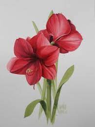 Pin By Fatima Dias On Pintura Em Tela Amaryllis Painting Watercolor Flowers Paintings Pencil Drawings Of Flowers
