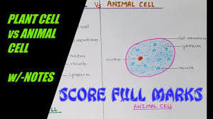 Animal cell picture with color. How To Draw Color Plant Cell Vs Animal Cell Comparison W Notes Easy Science Step By Step Youtube