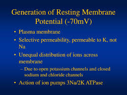 They are also exhibited by some plants. Ppt Resting Membrane Potential Powerpoint Presentation Free Download Id 6600171