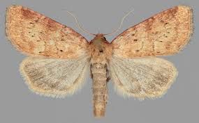 Image result for Photedes minima