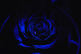 Black Background With Rose Petals Wallpapers Black Electric Blue Blue Blue Rose Black Rose Desktop Wallpaper Black Blue Roses Wallpaper Blue Rose