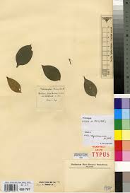 Image result for Englerina schubotziana