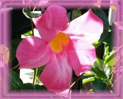 Mandevilla Flower Essence Nature S Remedies Flower Essences