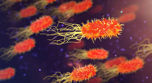 The democratic candidate for president in 1888 lost the election for all of the following reasons except Prokaryotic And Eukaryotic Cells Read Biology Ck 12 Foundation