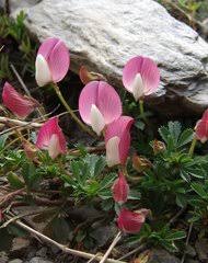 Image result for Microcharis remotiflora