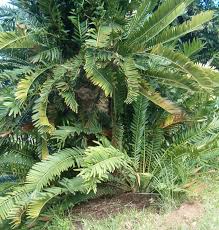 Image result for Encephalartos lebomboensis