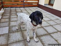 Image result for auvergneský ohař