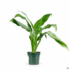 Image result for Grona ramosissima