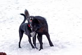 Romeo That S The Wolf And Brittain Photo Courtesy Of Harry Robinson Who S A Great Guy Much As I Can Tell Wolf Dog Cute Animals Wild Dogs