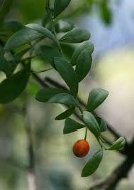 Image result for Osyris