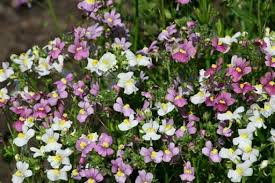 Image result for Nemesia fruticans