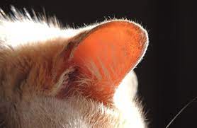 Why Are My Cat S Ears Hot Everything You Need To Know Excited Cats